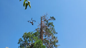 The DJI Inspire 2 drone soars gracefully through the trees in Wrightwood, California, during a Toyota Tacoma shoot. The drone captures dynamic aerial shots amidst the snowy forest landscape, showcasing the precision and skill of the AMK Films team.
